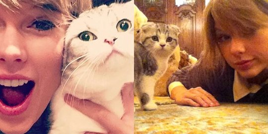 bersama doctor meredith grey dan detective olivia benson