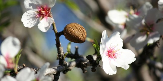 5 Makanan ini punya perbedaan bentuk signifikan sebelum diolah!