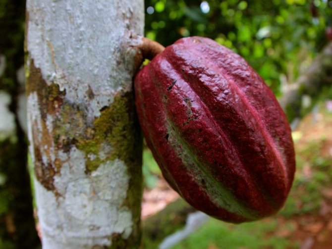 cokelat sebelum diolah