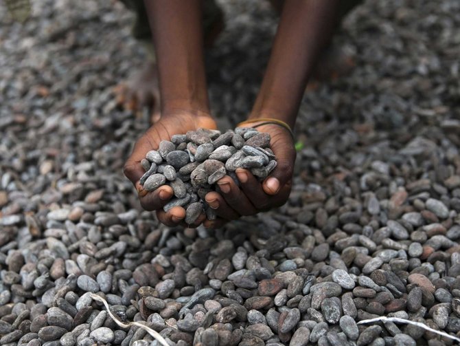 cokelat sebelum diolah