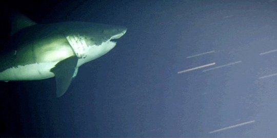 Untuk kali pertama, hiu putih raksasa terekam kamera saat tidur