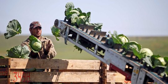 Melihat cara canggih petani Rusia memanen kol