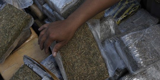 Mudik ke Medan, pemuda ini bawa oleh-oleh 7 kilogram ganja dari Aceh