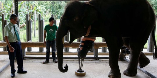Miris, dua gajah Thailand ini kehilangan kaki karena ranjau darat