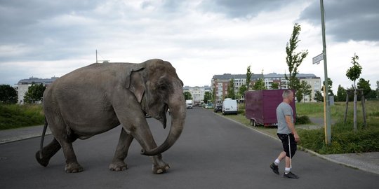 Aksi pria di Berlin keliling kota bersama gajah
