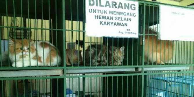 Mudik Lebaran, IPB buka penitipan hewan, permalam Rp 35-80 