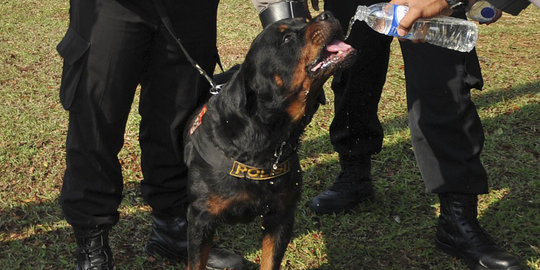 1.730 Personel gabungan & anjing pelacak disebar di Stasiun Senen