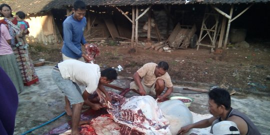 Harga sapi melangit, warga Lamongan tetap antusias 'Matung'