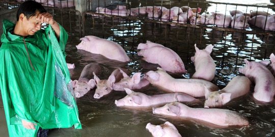 Banjir bandang di China, peternak cuma bisa doa selamatkan 6000 babi