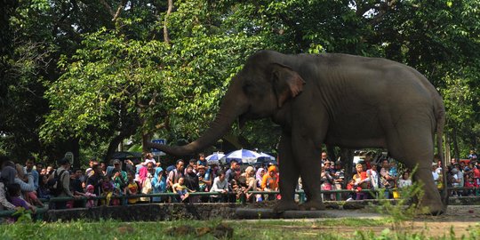 Keseruan mengisi libur Lebaran di Kebun Binatang Ragunan