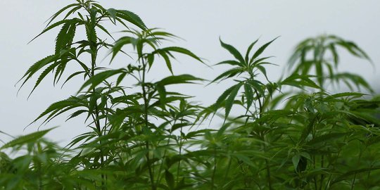 Melihat suburnya ladang ganja terbesar di Jepang