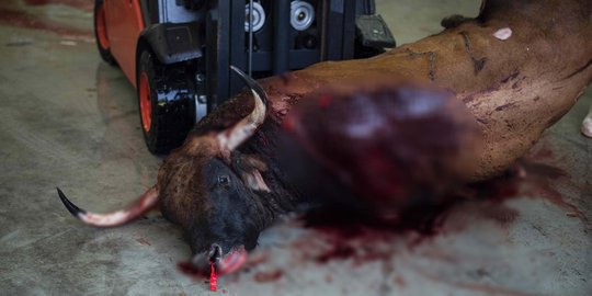 Begini akhir tragis banteng-banteng di Festival San Fermin