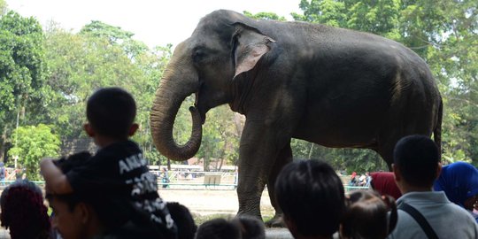 Hari ini, Taman Marga Satwa Ragunan dipadati 100.000 pengunjung