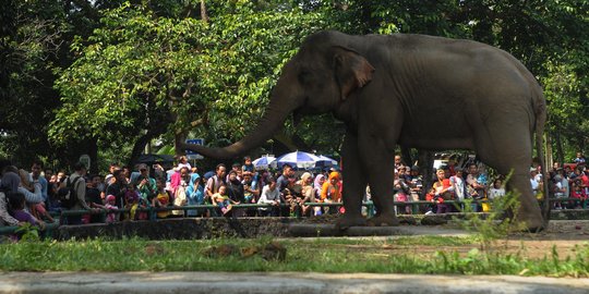 Hari terakhir libur Lebaran, pengunjung Ragunan mulai berkurang