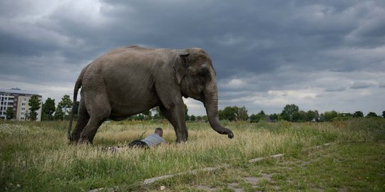 Sudah 2 pekan warga 14 desa di Aceh Utara diganggu kawanan gajah