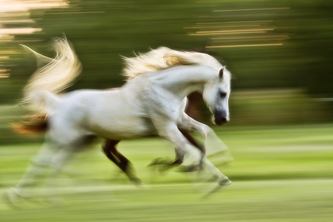 foto pemenang blurred photo contest