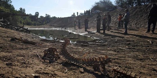 Tragis, predator ditakuti di sungai Paraguay mati kekeringan