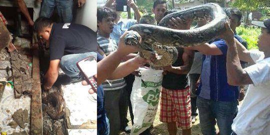 Ular piton sepanjang 6 meter bersarang di dapur asrama polisi