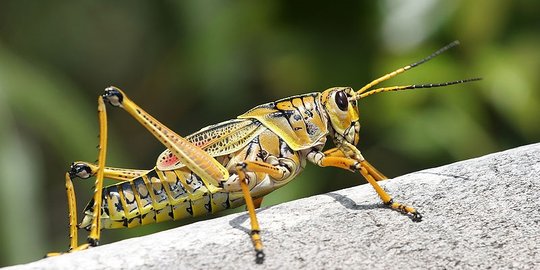 Hama belalang ramai menyerang kebun jagung di Gorontalo