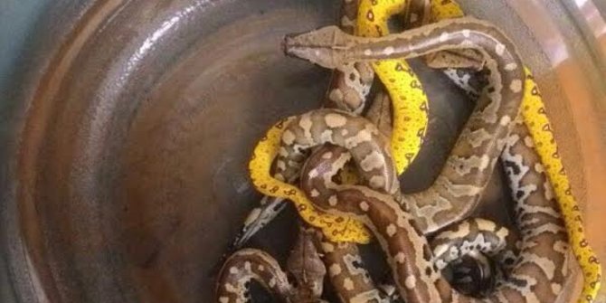 Simpan ular  di kaos  kaki  pria asal Arab ditangkap petugas 