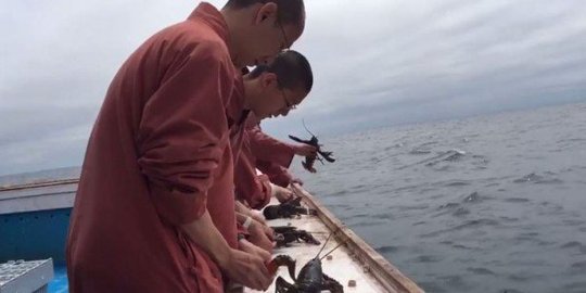Pesan damai para biksu Kanada, lepaskan 250 kg lobster hidup ke laut