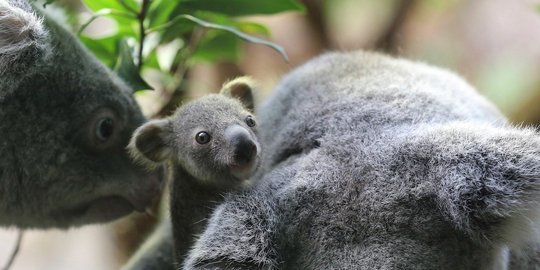 Uniknya hidup kangguru koala  dan hewan  marsupial lainnya 