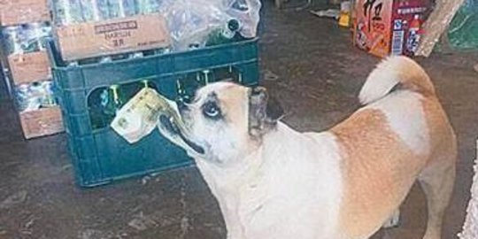 Anjing cerdas di China rutin diminta belanja ke toko kelontong