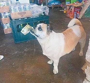 anjing berbelanja di china