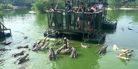 Foto turis kasih makan buaya di penangkaran bikin heboh netizen