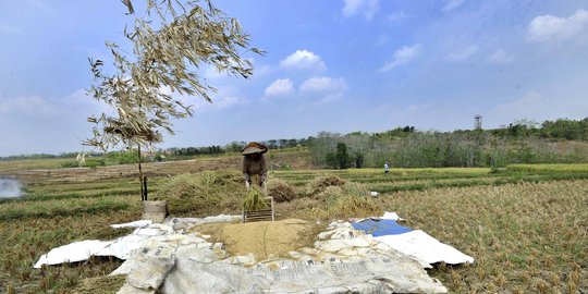 Diserang walang sangit, petani di Lebak Banten terancam gagal panen