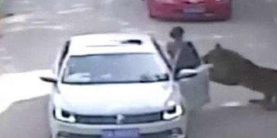 mobil perempuan ini tewas diterkam harimau di kebun binatang rev2