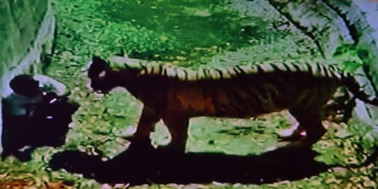 kandang harimau pria india tewas dicabik cabik rev2
