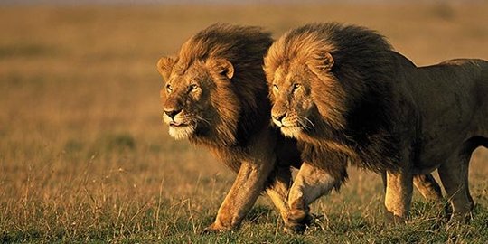 bintang di korea selatan tewas diserang singa rev2