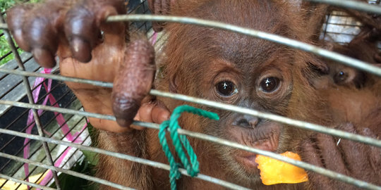 Perdagangan 5 orang utan digagalkan Mabes Polri