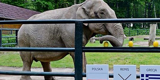 Bocah 7 tahun di Maroko tewas kena lemparan batu oleh gajah