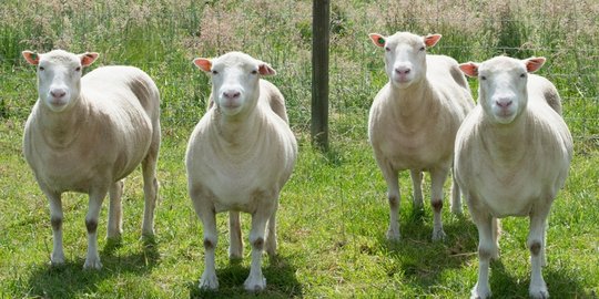 Bagaimana nasib kloningan domba Dolly saat ini?