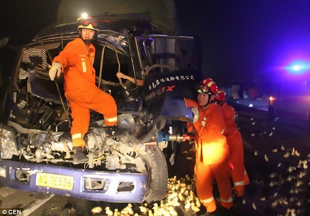 pemadam kebakaran di china hadapi bebek di jalanan