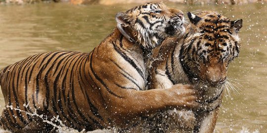 6 Fakta tentang harimau yang jarang diketahui