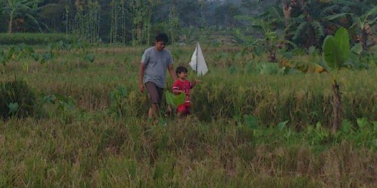 Peringkat ketahanan pangan Indonesia naik di era Presiden Jokowi