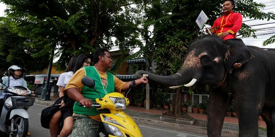 Aksi gajah Thailand ikut kampanye jelang referendum