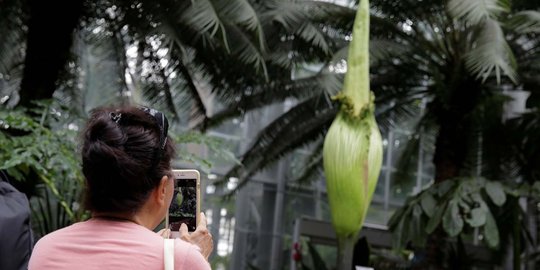 Antusiasme warga AS menyaksikan bunga bangkai raksasa Titan Arum