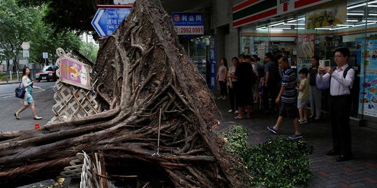 Kekuatan Topan Nida tumbangkan pohon-pohon besar di Hong Kong