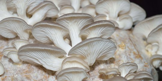 Yuk konsumsi jamur tiram untuk turunkan resiko osteoporosis!