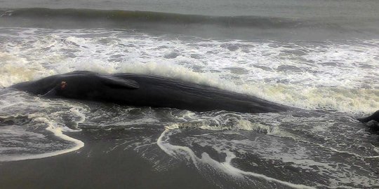 Ini foto penampakan paus 2 ton lebih yang terdampar di pantai Aceh
