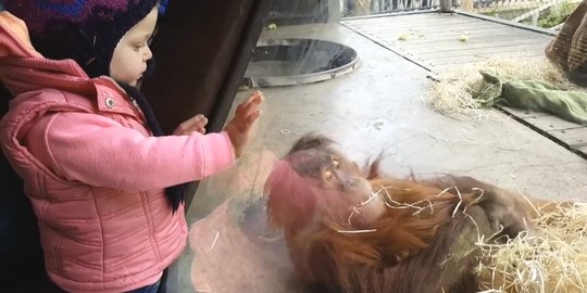 [Video] Lucunya si Dewi, orangutan lima tahun yang bisa breakdance