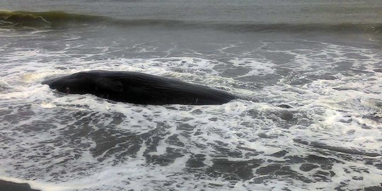 Jika dibiarkan, bangkai paus di Pantai Aceh berbahaya bagi manusia