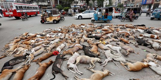 Nasib tragis puluhan anjing liar di Pakistan mati diracun