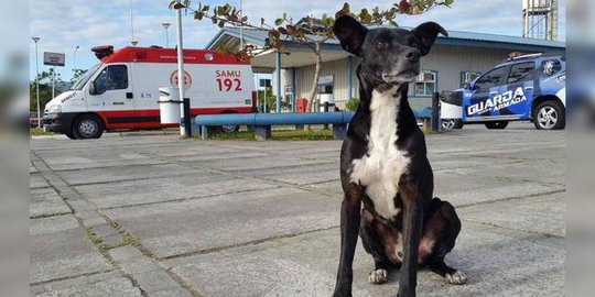 Mengharukan, anjing ini tak beranjak dari RS tempat majikannya wafat