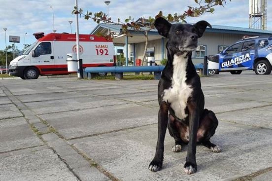 negao anjing yang setia menunggu majikannya yang telah meninggal