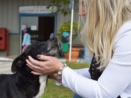 negao anjing yang setia menunggu majikannya yang telah meninggal